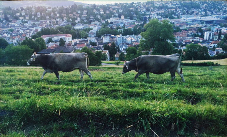 Hitzerekorde: Grüne Städte als natürliche  Klimaanlagen und CO2-Sauger