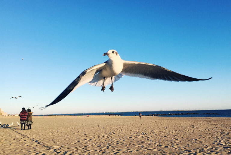 Studie: Ökosysteme könnten schon in diesem Jahrzehnt kollabieren
