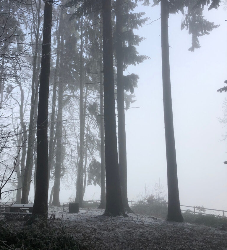 EU: Drei Milliarden Bäume und Tausend Milliarden Euro für Umweltschutz