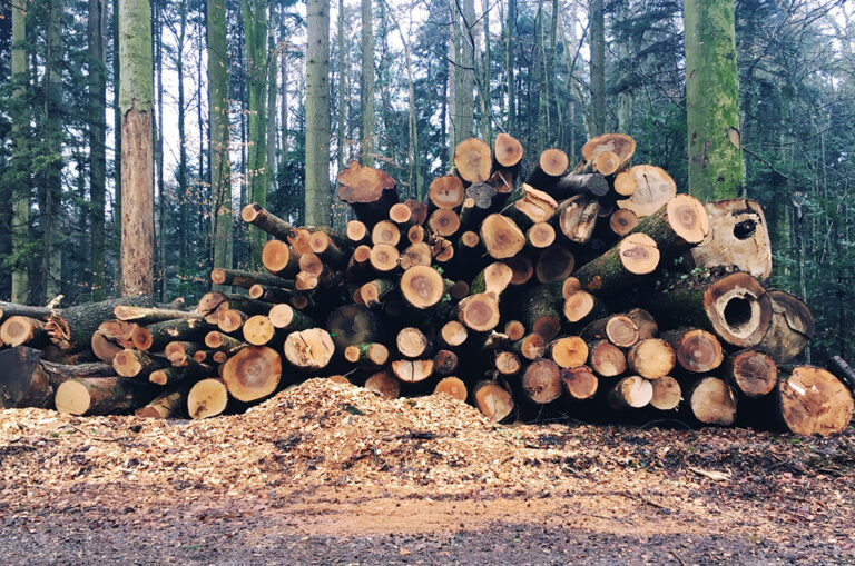 Globale Waldzerstörung hat 2020 massiv zugenommen
