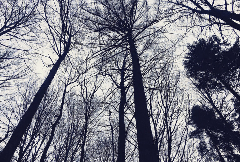 Studie: Alte Wälder sterben langsam und Bäume werden kleiner