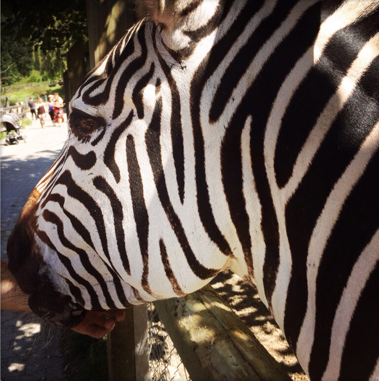 Bis 2050 dürfte ein Fünftel aller Tiere ausgestorben sein