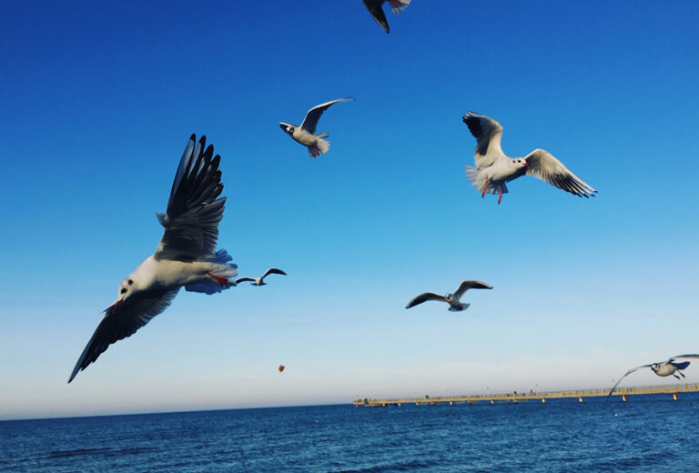 WWF-Report: Alarmierender Rückgang von Tierpopulationen