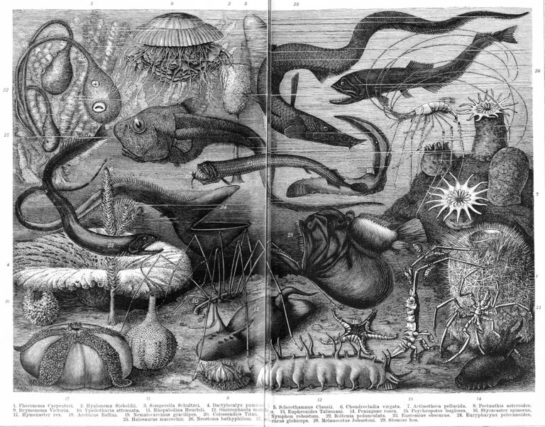 Klimakrise: Nicht nur an Land, auch in der Tiefsee wird es immer wärmer