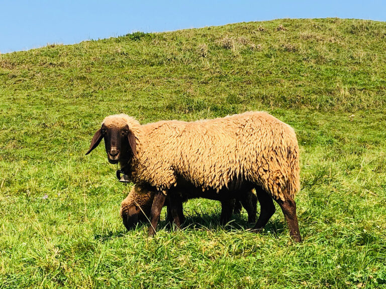 Klima: Wir müssen endlich über unsere Ernährungsweise reden
