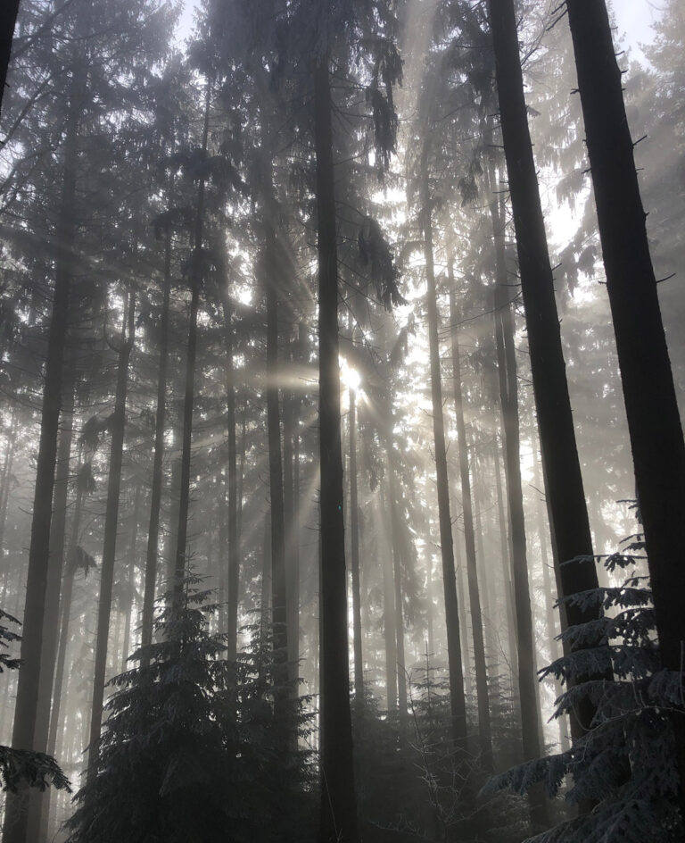 Virtuelle Natur als Form der Psychohygiene? Wirklich?