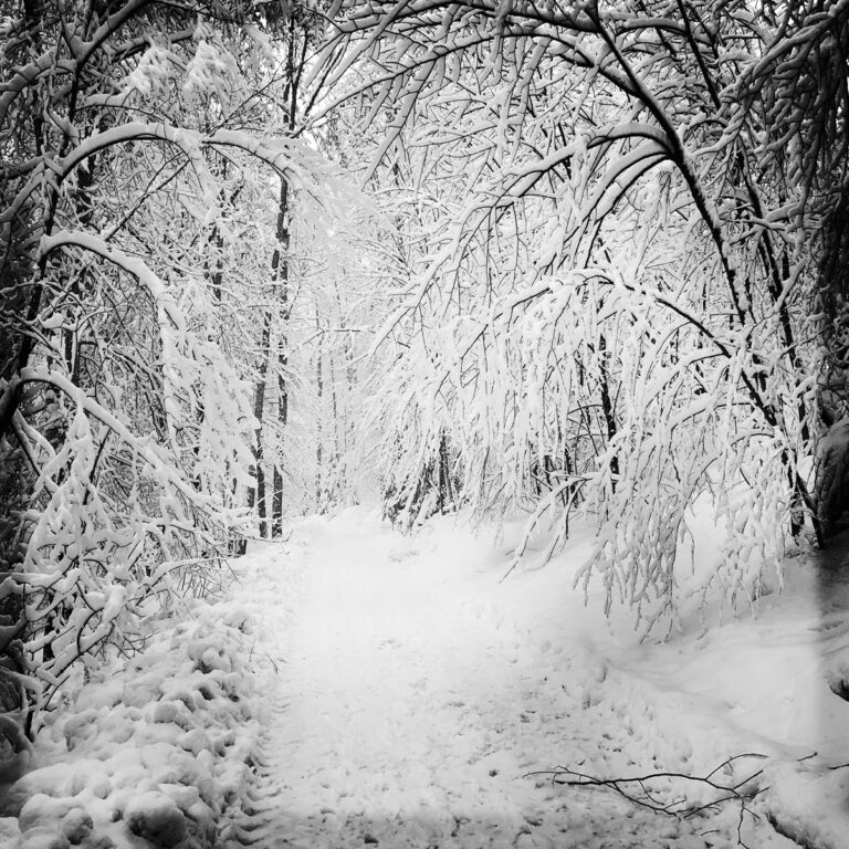 Audio – Waldsterben: «Wir haben ein nie dagewesenes Ausmass an Schäden»