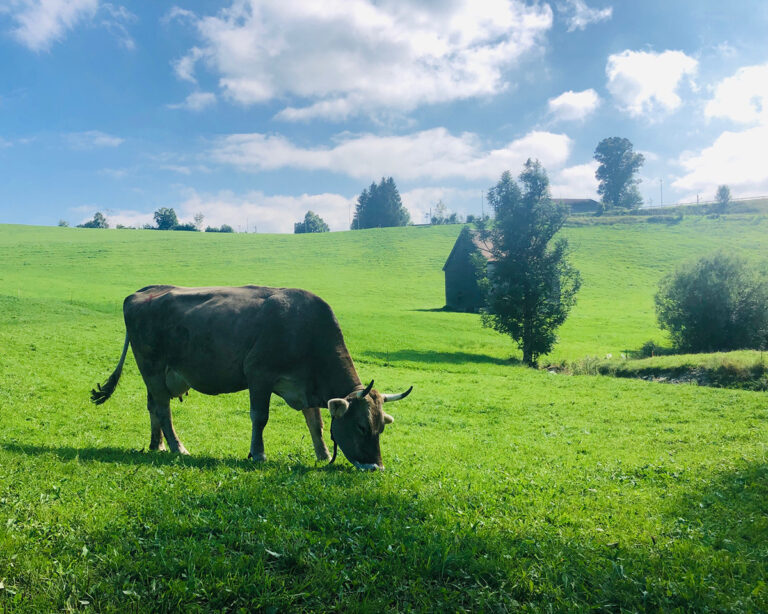 Fleischkonsum viel schädlicher für das Klima als bisher angenommen