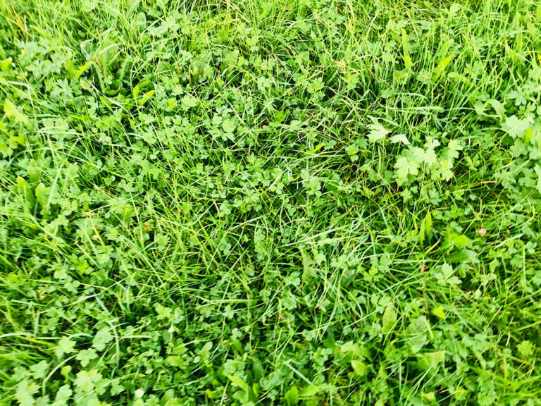 Klima: Böden speichern weniger CO2 als angenommen